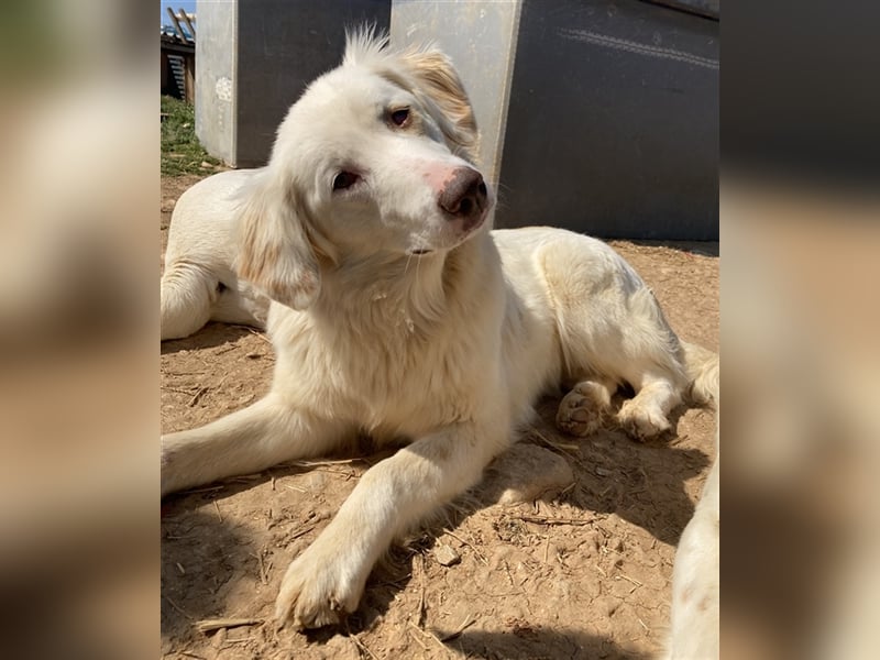 Zara, geb. ca. 06/2021, lebt in GRIECHENLAND, auf einem Gelände, auf dem die Hunde notdürftig versor