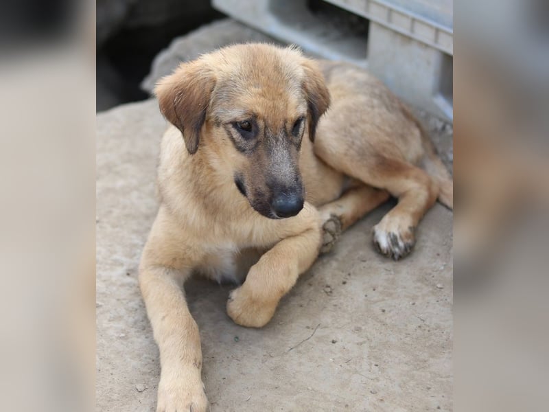 Sophia, geb. ca. 03/2024, lebt in GRIECHENLAND, im städt. Tierheim Serres