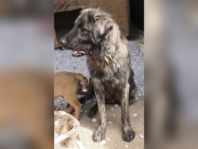 Zazu, geb. ca. 10/2022, lebt in GRIECHENLAND, auf einer privaten Pflegestelle