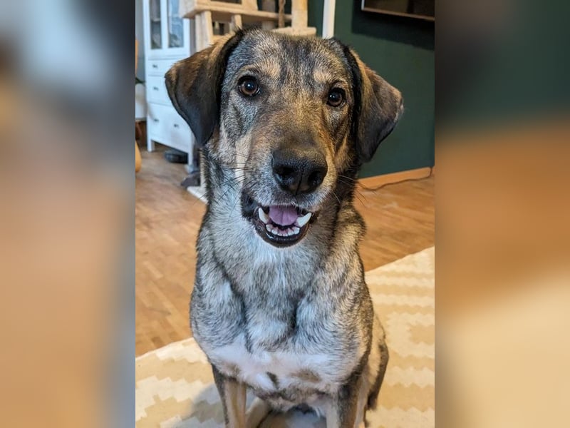 Mary-Kate, geb. ca. 08/2021, lebt bei einer Familie in 53773 Hennef