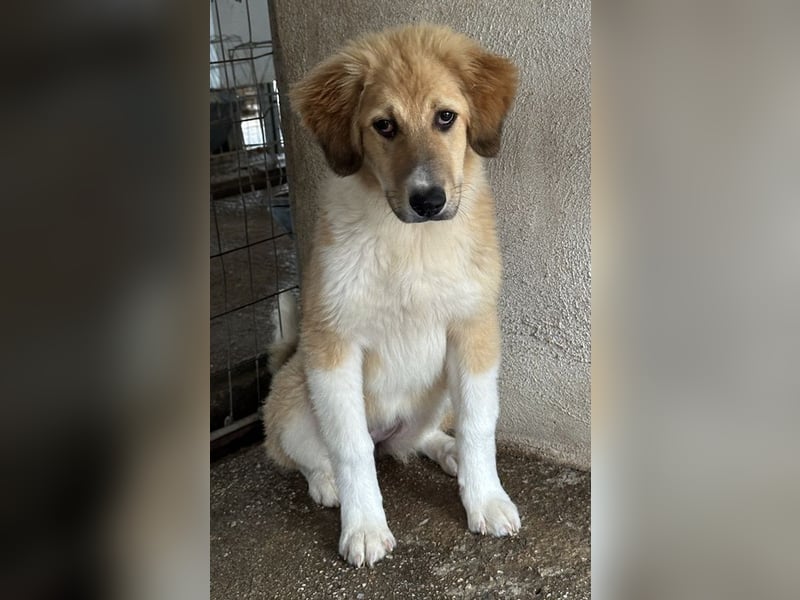 Flikka, geb. ca. 01/2025, lebt in GRIECHENLAND, im städt. Tierheim Serres