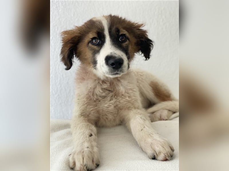 Fiva, geb. ca. 02/2024, lebt in GRIECHENLAND, im städt. Tierheim Serres