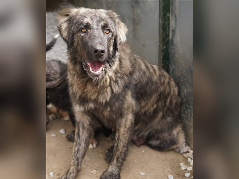 Zazu, geb. ca. 10/2022, lebt in GRIECHENLAND, auf einer privaten Pflegestelle