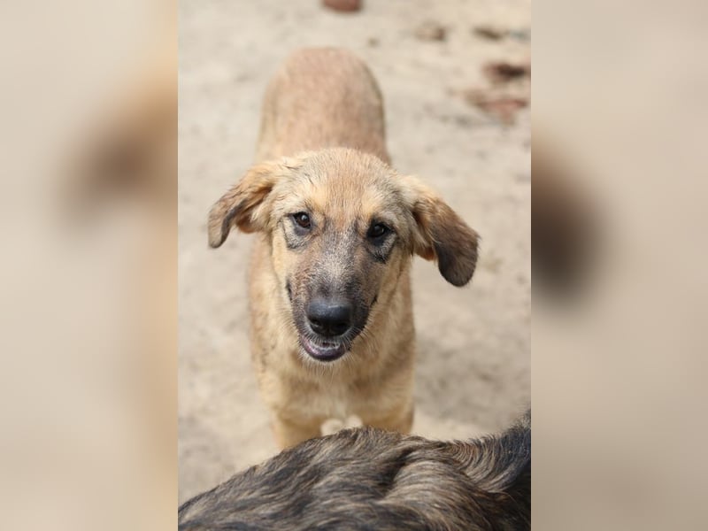 Sophia, geb. ca. 03/2024, lebt in GRIECHENLAND, im städt. Tierheim Serres