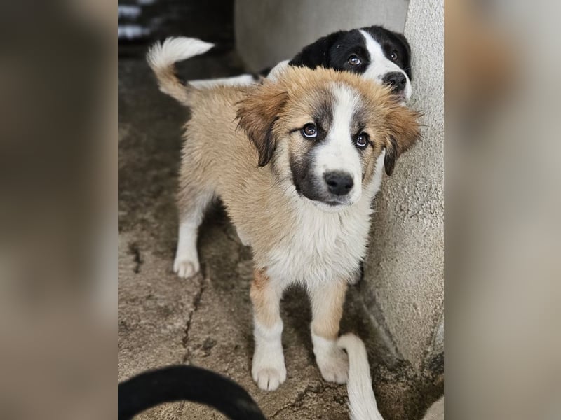 Zarina, geb. ca. 01/2025, lebt in GRIECHENLAND, im städt. Tierheim Serres