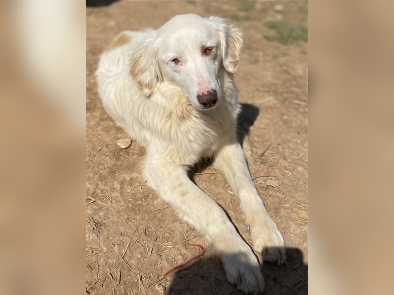 Zara, geb. ca. 06/2021, lebt in GRIECHENLAND, auf einem Gelände, auf dem die Hunde notdürftig versor