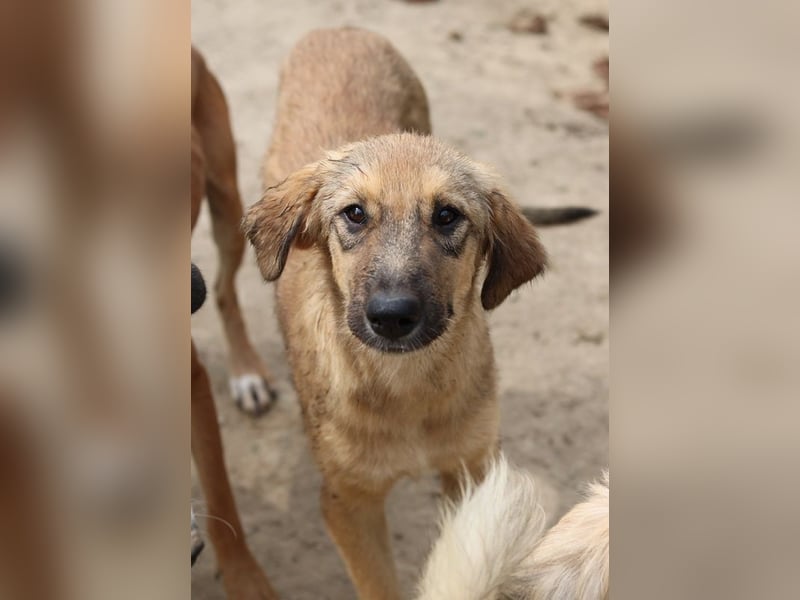 Sophia, geb. ca. 03/2024, lebt in GRIECHENLAND, im städt. Tierheim Serres