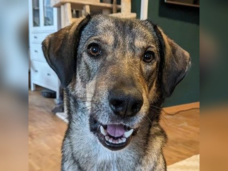 Mary-Kate, geb. ca. 08/2021, lebt bei einer Familie in 53773 Hennef