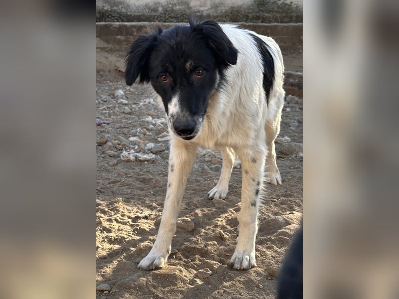 Lady, geb. ca. 12/2023, lebt in GRIECHENLAND, auf einem Gelände, auf dem die Hunde notdürftig versor
