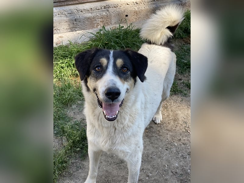 Fanny, geb. ca. 04/2021, lebt in GRIECHENLAND, im städt. Tierheim Serres
