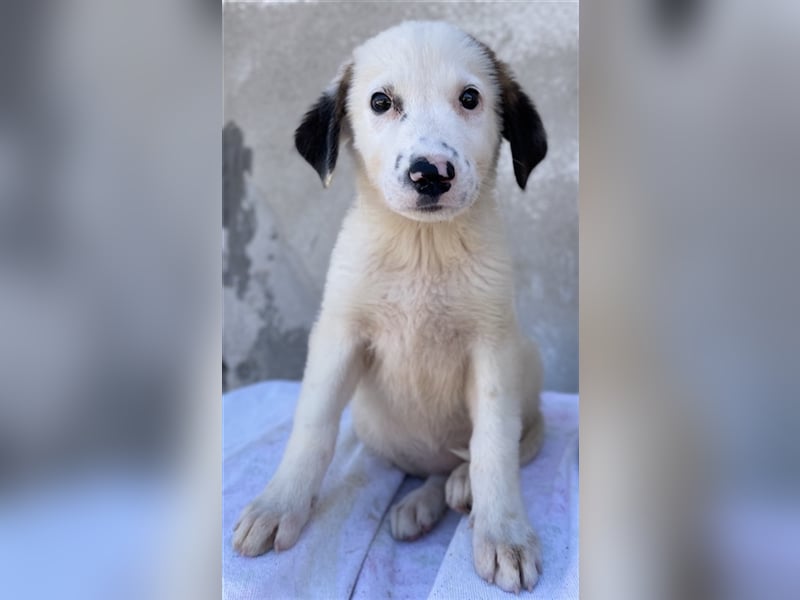 Bley, geb. ca. 06/2023, lebt in GRIECHENLAND, im städt. Tierheim Serres
