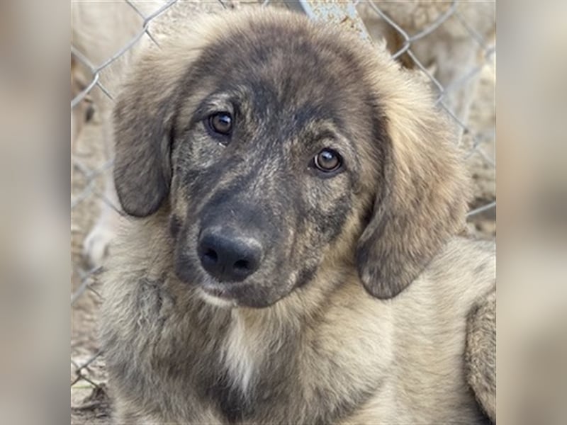 Amelie, geb. ca. 02/2024, lebt in GRIECHENLAND, im städt. Tierheim Serres