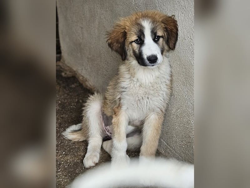 Zarina, geb. ca. 01/2025, lebt in GRIECHENLAND, im städt. Tierheim Serres