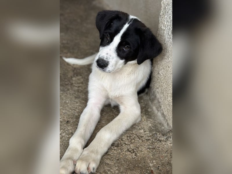 Zola, geb. ca. 01/2025, lebt in GRIECHENLAND, im städt. Tierheim Serres
