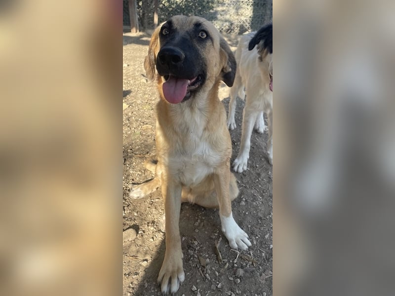 Stübi, geb. ca. 05/2023, lebt in GRIECHENLAND, im städt. Tierheim Serres
