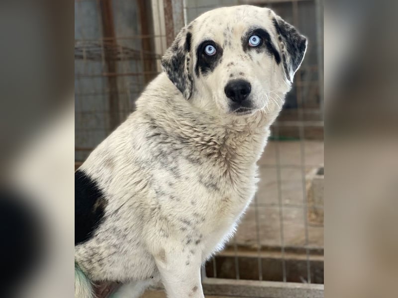Snow, geb. ca. 06/2023, lebt auf einer Pflegestelle in 47652 Weeze