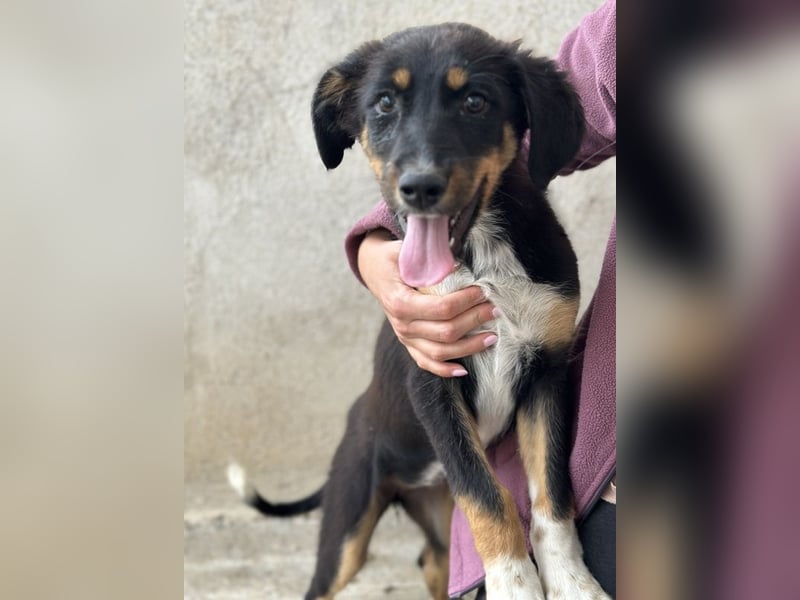 Fraya, geb. ca. 01/2025, lebt in GRIECHENLAND, im städt. Tierheim Serres