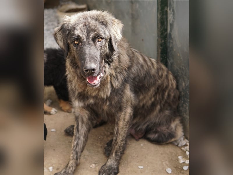 Zazu, geb. ca. 10/2022, lebt in GRIECHENLAND, auf einer privaten Pflegestelle