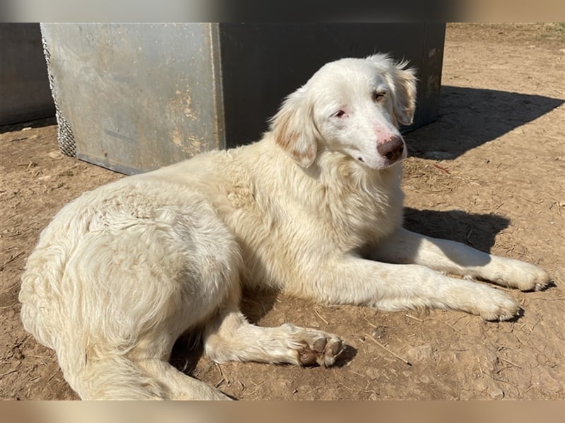 Zara, geb. ca. 06/2021, lebt in GRIECHENLAND, auf einem Gelände, auf dem die Hunde notdürftig versor