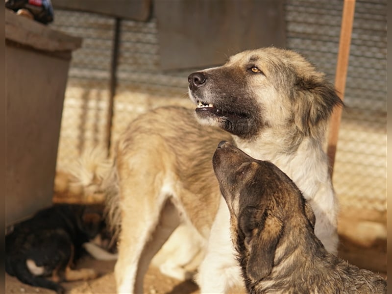 Talia, geb. ca. 09/2022, lebt in GRIECHENLAND, im städt. Tierheim Serres