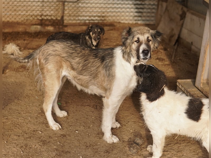 Talia, geb. ca. 09/2022, lebt in GRIECHENLAND, im städt. Tierheim Serres