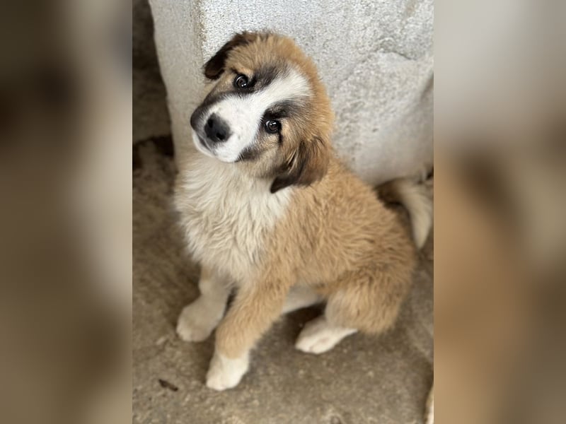 Zarina, geb. ca. 01/2025, lebt in GRIECHENLAND, im städt. Tierheim Serres