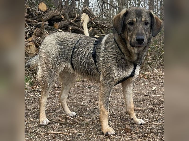Mary-Kate, geb. ca. 08/2021, lebt bei einer Familie in 53773 Hennef