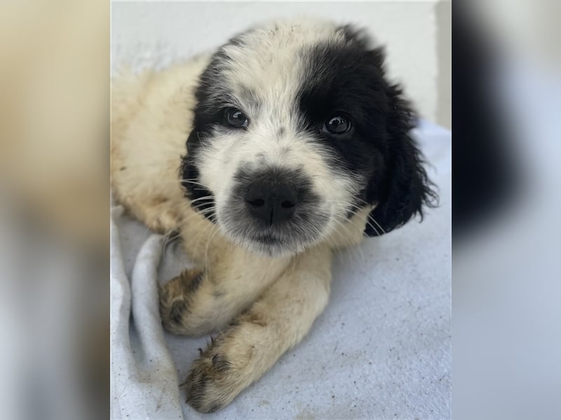 Yuni, geb. ca. 03/2023, lebt in GRIECHENLAND, im städt. Tierheim Serres