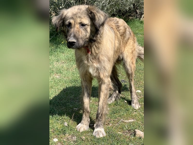 Nandi, geb. ca. 03/2020, lebt in GRIECHENLAND, städt. Tierheim Serres