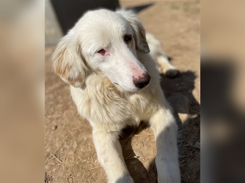 Zara, geb. ca. 06/2021, lebt in GRIECHENLAND, auf einem Gelände, auf dem die Hunde notdürftig versor