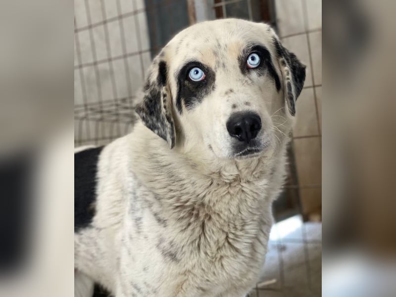 Snow, geb. ca. 06/2023, lebt auf einer Pflegestelle in 47652 Weeze