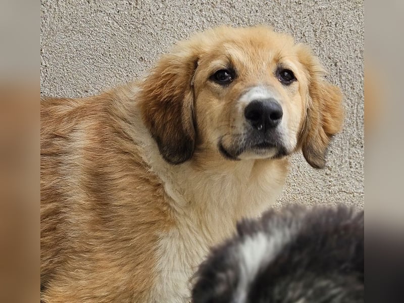 Flikka, geb. ca. 01/2025, lebt in GRIECHENLAND, im städt. Tierheim Serres