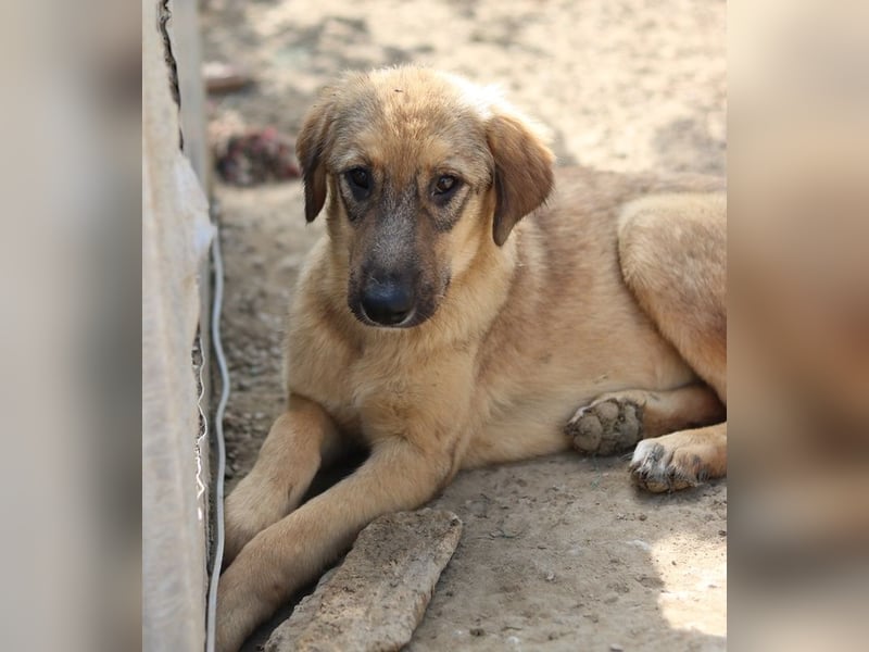 Sophia, geb. ca. 03/2024, lebt in GRIECHENLAND, im städt. Tierheim Serres