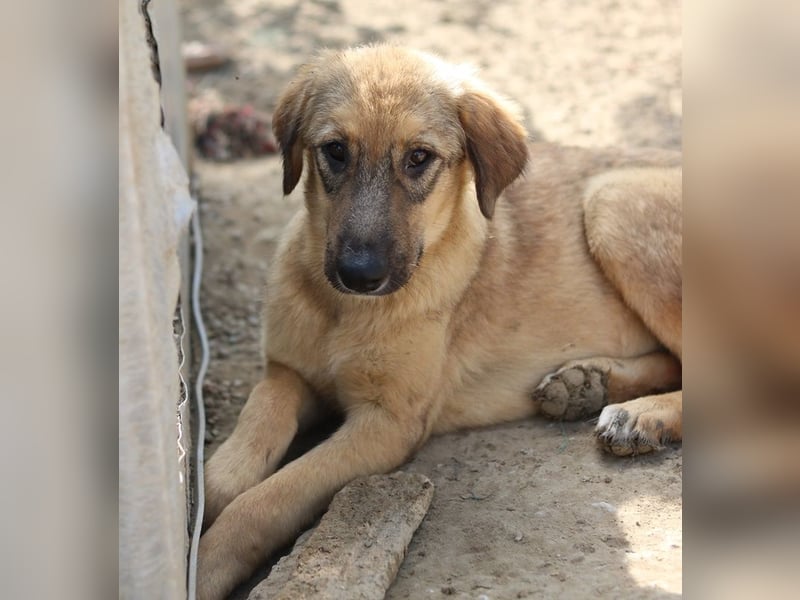 Sophia, geb. ca. 03/2024, lebt in GRIECHENLAND, im städt. Tierheim Serres