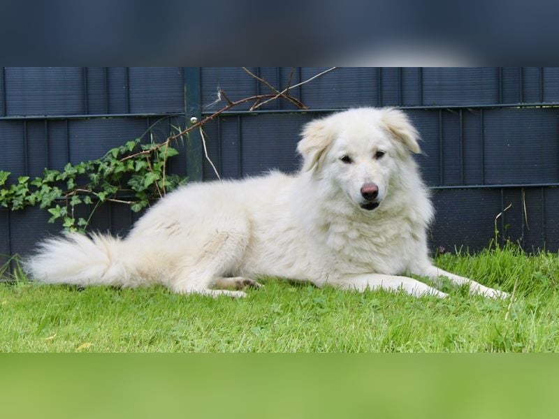 North, geb. ca. 06/20, lebt auf einer Pflegestelle in 67735 Mehlbach