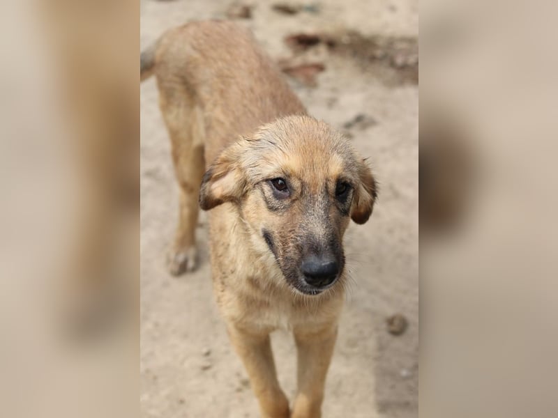 Sophia, geb. ca. 03/2024, lebt in GRIECHENLAND, im städt. Tierheim Serres