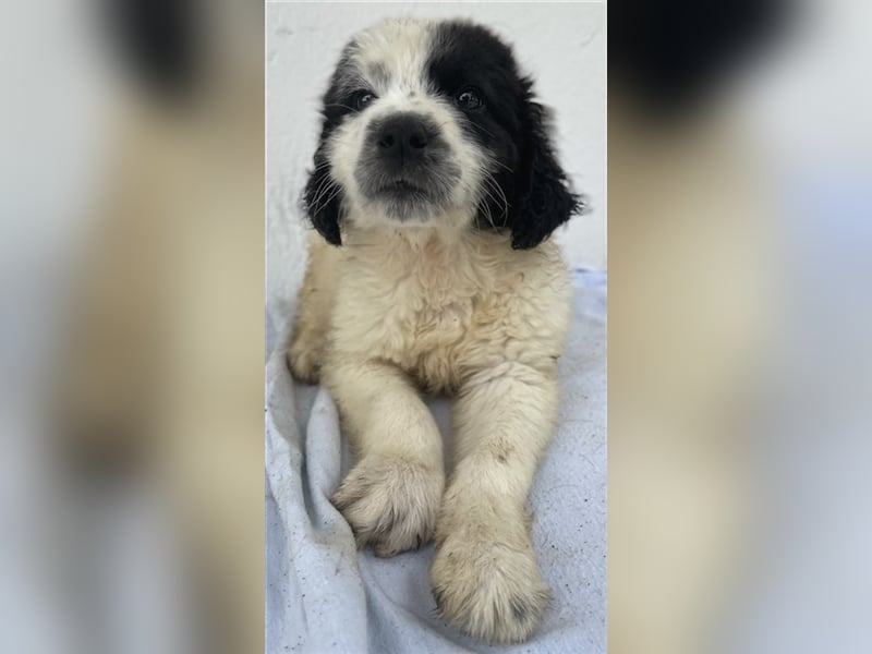 Yuni, geb. ca. 03/2023, lebt in GRIECHENLAND, im städt. Tierheim Serres