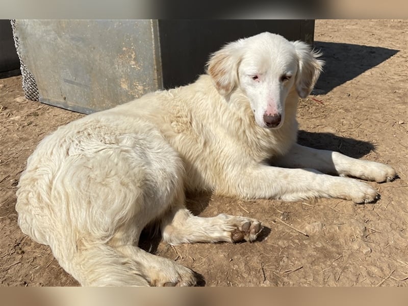 Zara, geb. ca. 06/2021, lebt in GRIECHENLAND, auf einem Gelände, auf dem die Hunde notdürftig versor