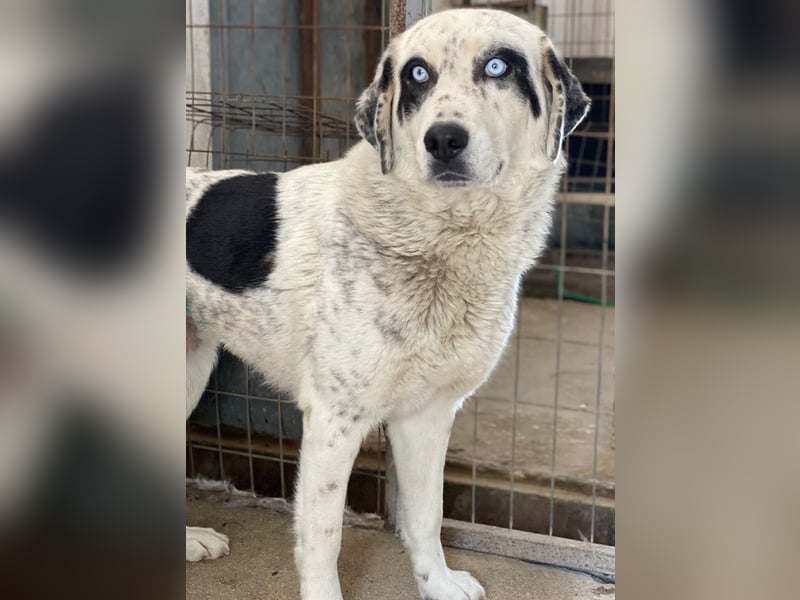 Snow, geb. ca. 06/2023, lebt auf einer Pflegestelle in 47652 Weeze