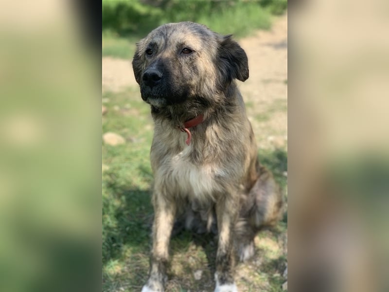Nandi, geb. ca. 03/2020, lebt in GRIECHENLAND, städt. Tierheim Serres
