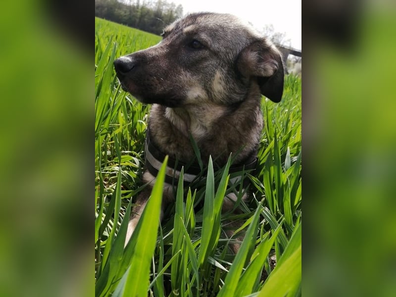 Mary-Kate, geb. ca. 08/2021, lebt bei einer Familie in 53773 Hennef