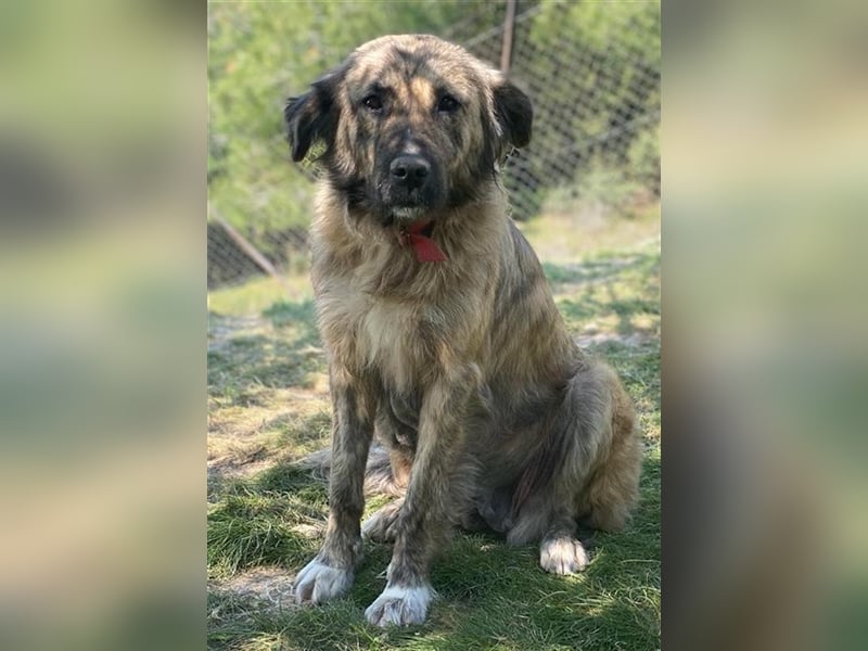 Nandi, geb. ca. 03/2020, lebt in GRIECHENLAND, städt. Tierheim Serres