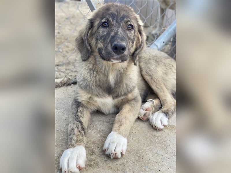 Amelie, geb. ca. 02/2024, lebt in GRIECHENLAND, im städt. Tierheim Serres