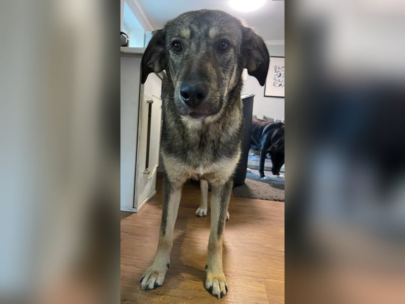Mary-Kate, geb. ca. 08/2021, lebt bei einer Familie in 53773 Hennef
