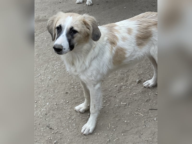 Gretchen, geb. ca. 03/2023, lebt in GRIECHENLAND, im städt. Tierheim Serres
