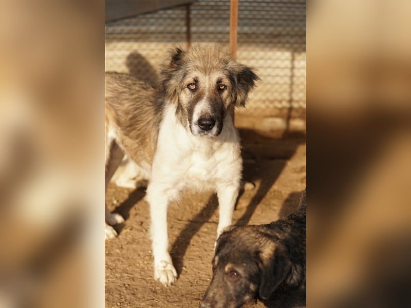 Talia, geb. ca. 09/2022, lebt in GRIECHENLAND, im städt. Tierheim Serres