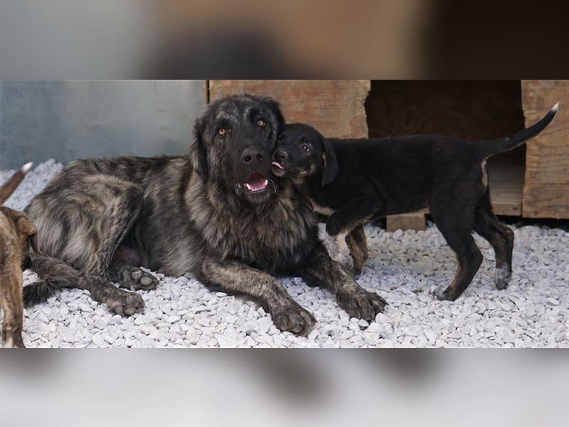 Zazu, geb. ca. 10/2022, lebt in GRIECHENLAND, auf einer privaten Pflegestelle