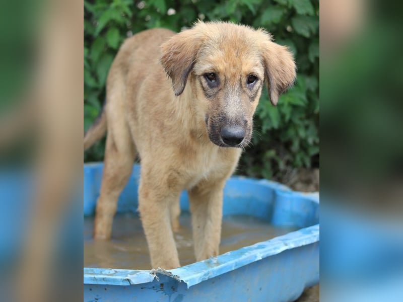Sophia, geb. ca. 03/2024, lebt in GRIECHENLAND, im städt. Tierheim Serres