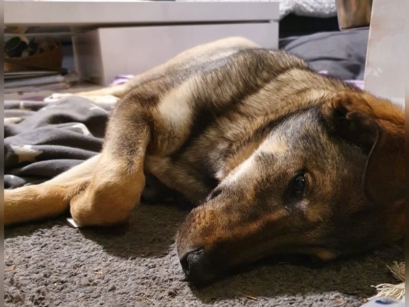 Mary-Kate, geb. ca. 08/2021, lebt bei einer Familie in 53773 Hennef