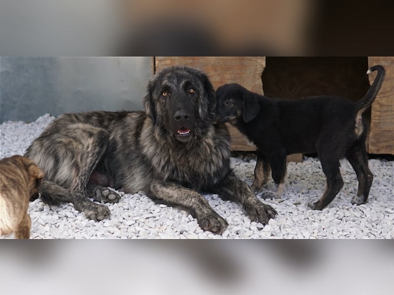 Zazu, geb. ca. 10/2022, lebt in GRIECHENLAND, auf einer privaten Pflegestelle